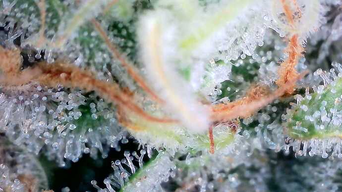 Growreport Bild 4