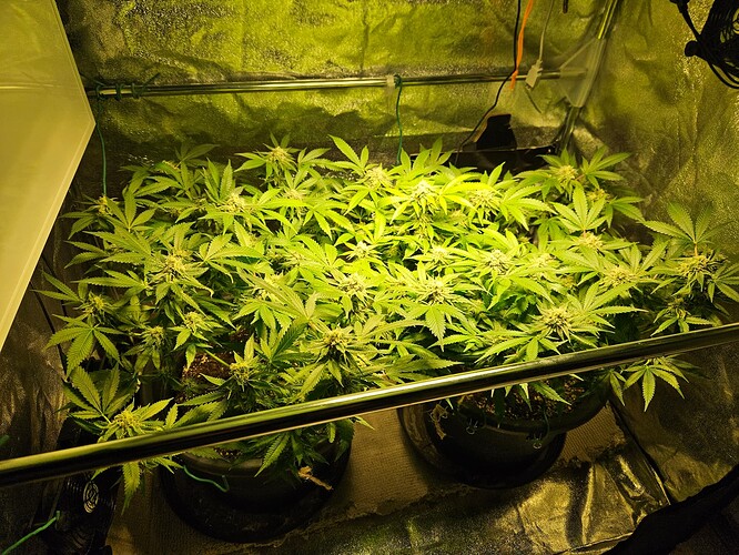Growreport Bild 19