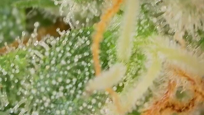 Growreport Bild 30