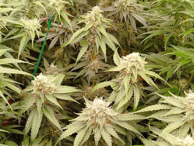 Nahaufnahme von mehreren blühenden Cannabispflanzen mit dichten, harzigen Blütenständen und ausgeprägten Blättern.