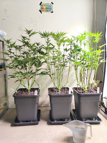 Growreport Bild 2