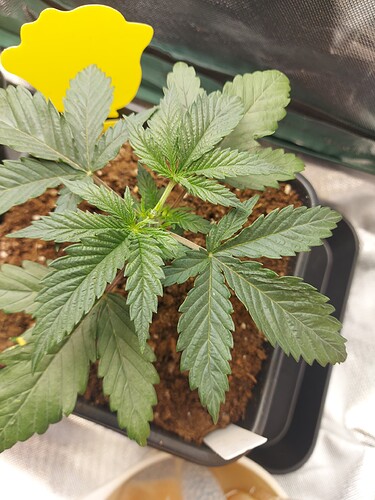Growreport Bild 9
