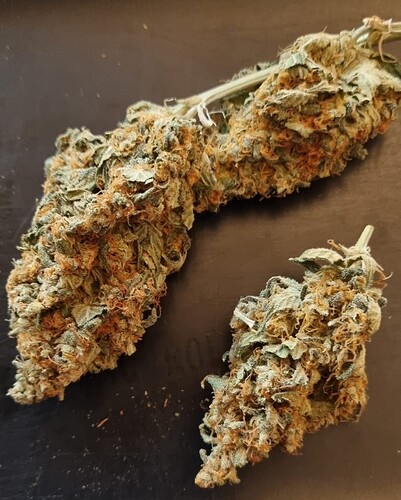 WhatsApp Image 2024-10-26 at 13.36.57