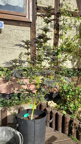 Growreport Bild 1
