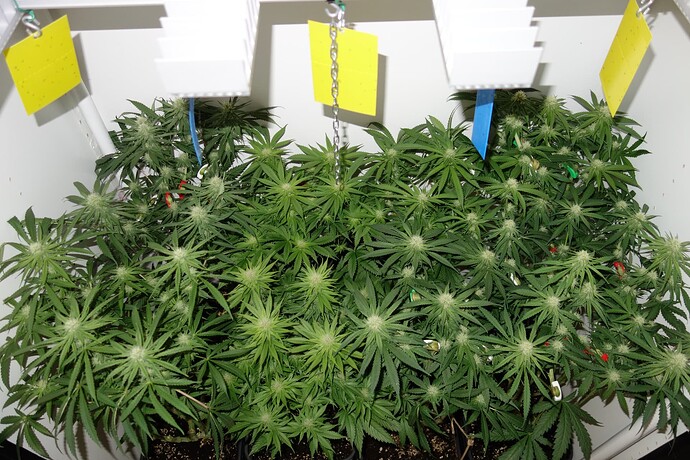 Growreport Bild 6