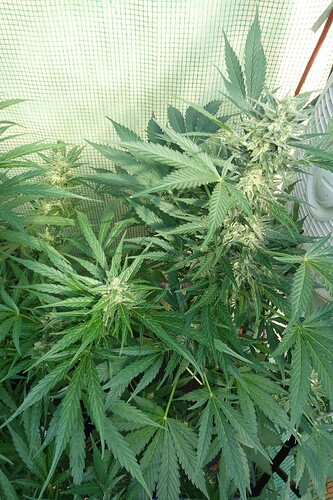 Growreport Bild 13