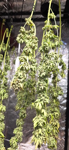 Growreport Bild 4