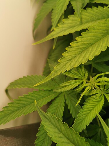 Growreport Bild 2