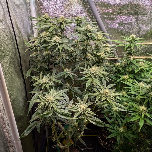 Growreport Bild 5