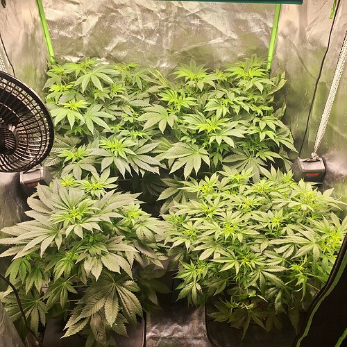 Vier junge Cannabispflanzen in einem Zelt, eine davon mit einem Ventilator davor.