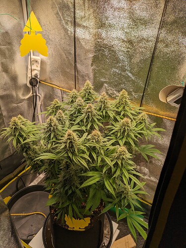 PXL_20240205_193150429