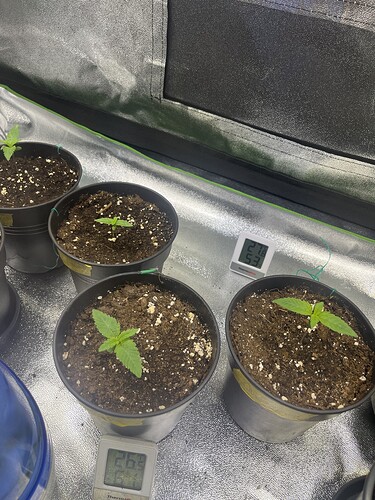 Growreport Bild 3