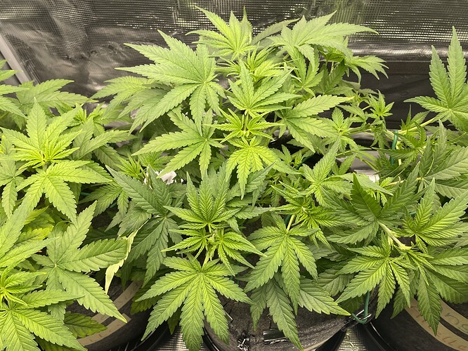 Mehrere junge Cannabispflanzen in Töpfen, die sich in der Wachstumsphase befinden und trainiert werden.