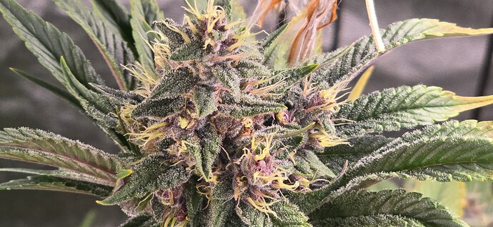 Growreport Bild 5