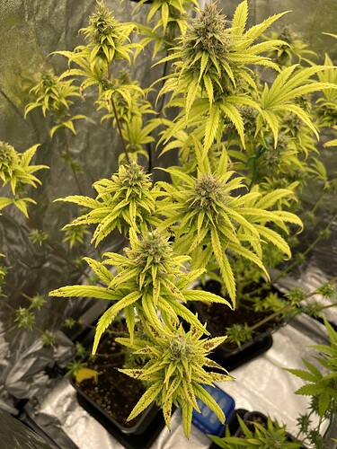 Growreport Bild 7