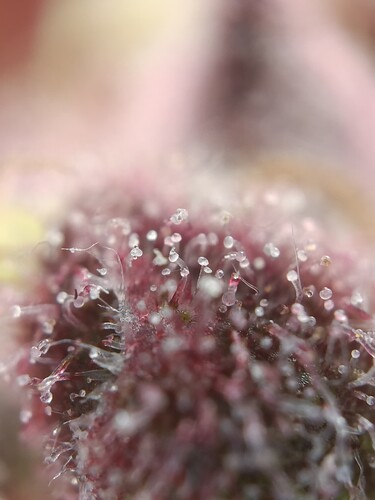 Growreport Bild 4