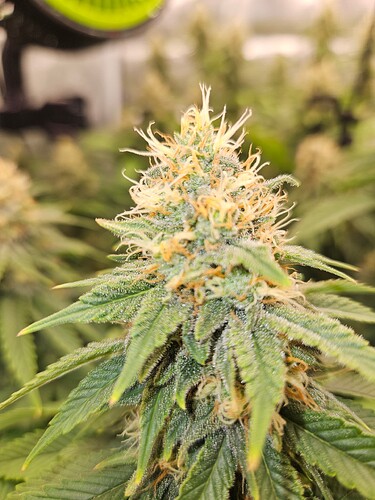 Growreport Bild 9