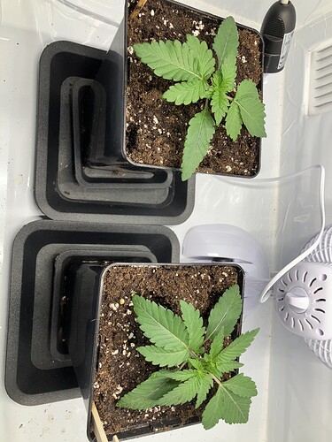 Growreport Bild 1