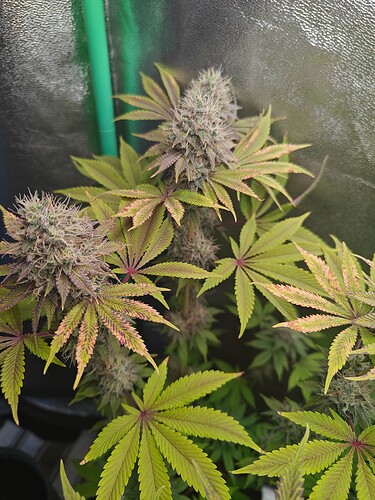 Growreport Bild 11