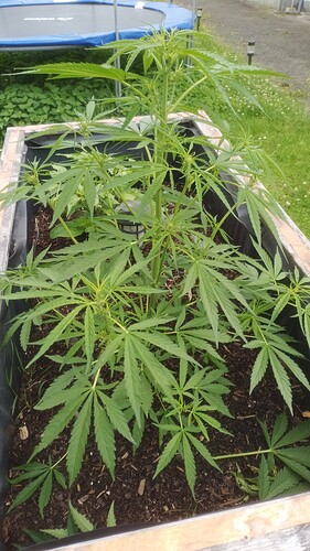 Growreport Bild 1