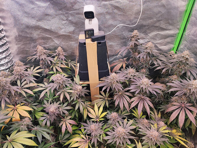 Growreport Bild 57
