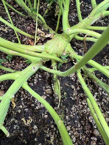 Growreport Bild 50
