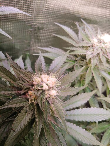 Growreport Bild 22