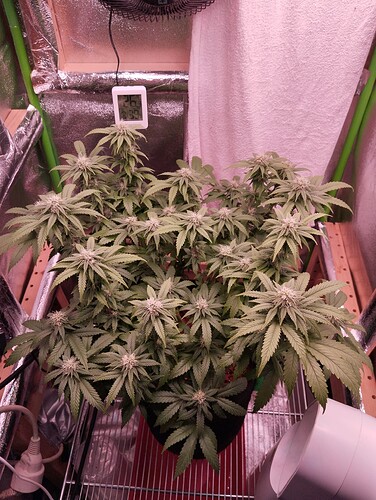 Growreport Bild 13
