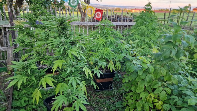 Growreport Bild 45