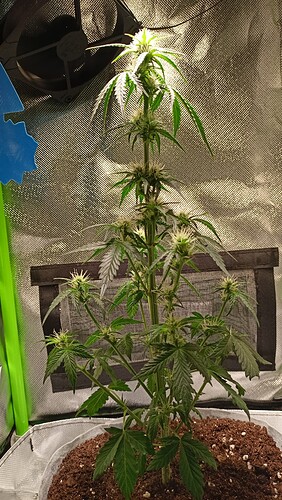 Growreport Bild 3