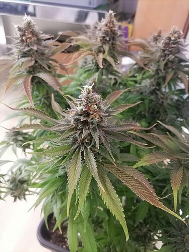 Growreport Bild 52
