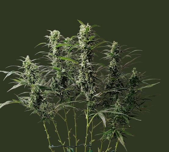 Growreport Bild 3