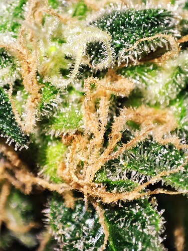 Growreport Bild 53