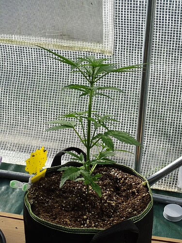 Growreport Bild 8