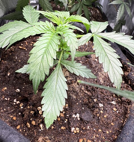 Growreport Bild 4