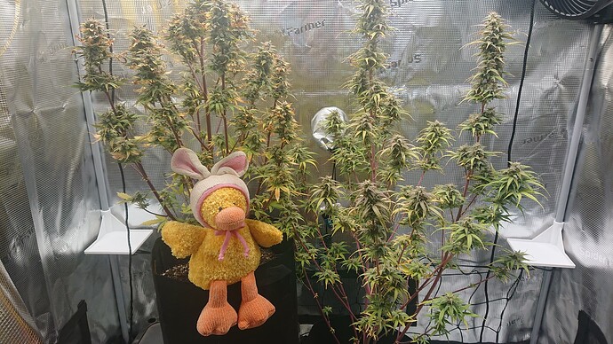 Growreport Bild 47