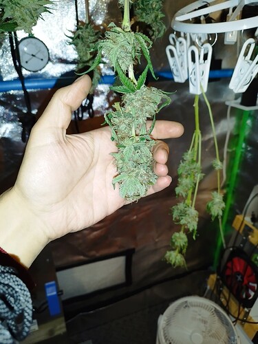 Eine Hand hält einen Zweig mit Cannabis-Buds, der im Trocknungszelt hängt. Im Hintergrund sind weitere hängende Buds und ein Thermometer zu sehen.