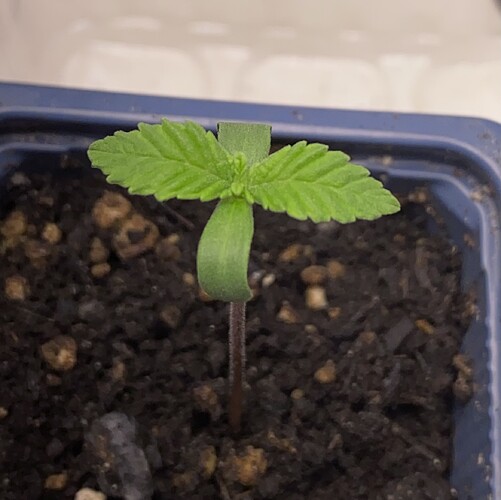 Growreport Bild 4