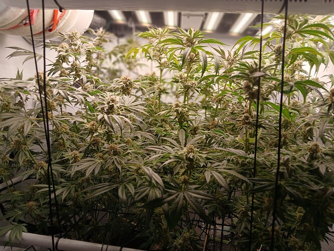 Growreport Bild 6