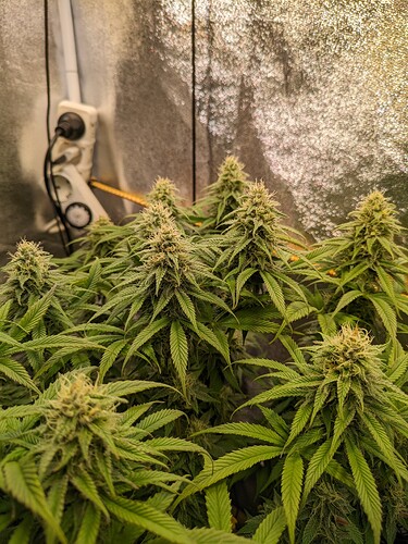 PXL_20240131_214842786