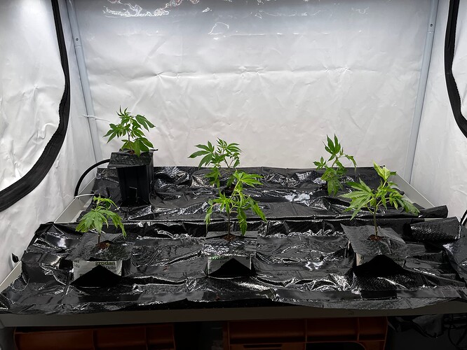 Growreport Bild 19