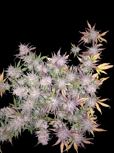 Growreport Bild 4