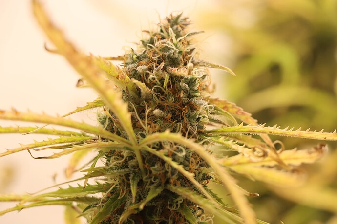 Growreport Bild 2