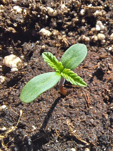 Growreport Bild 28