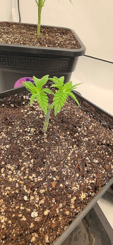 Growreport Bild 13