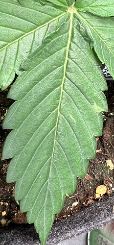 Growreport Bild 4