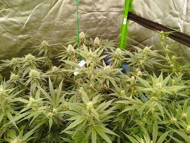 Mehrere blühende Cannabispflanzen in einem Zelt, mit sichtbaren Blütenansätzen und breiten Blättern.
