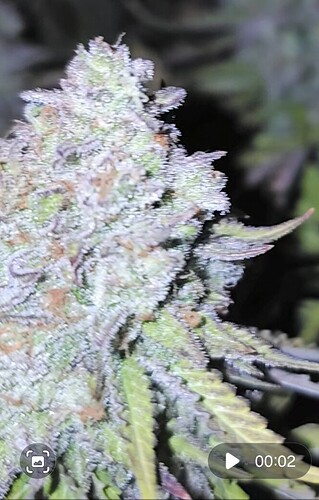 Screenshot_20241101_091526_Gallery