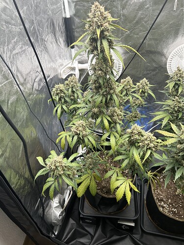 Growreport Bild 3