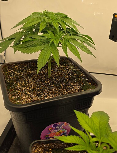 Growreport Bild 41